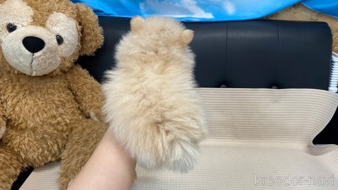 成約済の兵庫県のポメチワ:ポメラニアン×チワワ-323679の9枚目